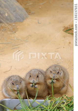 [Fukui City, Fukui Prefecture - Asuwayama Park - March] Black-tailed prairie dog eating. 138137831