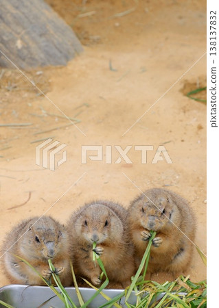 [Fukui City, Fukui Prefecture - Asuwayama Park - March] Black-tailed prairie dog eating. 138137832