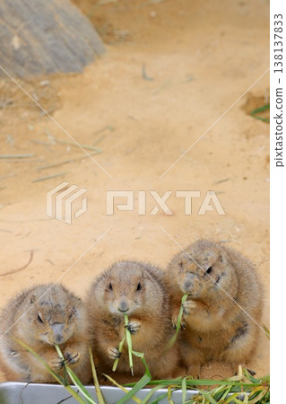 [Fukui City, Fukui Prefecture - Asuwayama Park - March] Black-tailed prairie dog eating. 138137833