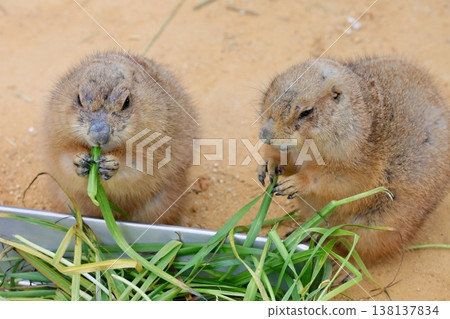 【福井縣福井市 - 飛鳥山公園 - 三月】黑尾草原犬鼠正在進食。 138137834