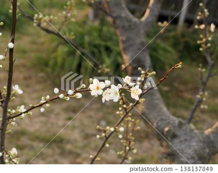 李子和櫻桃雜交樹(4) 李子和櫻桃雜交樹(4) 138137849