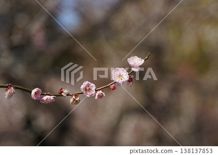 紅白相間的梅花盛開，在春日的陽光下閃閃發光。 138137853