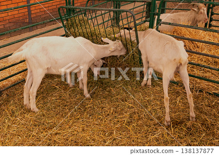 White goats inside farm enclosure White goats inside farm enclosure 138137877