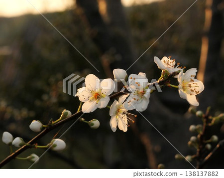 Trees for hybrid crossbreeding of plums and cherries (11) Trees for hybrid crossbreeding of plums and cherries (11) 138137882