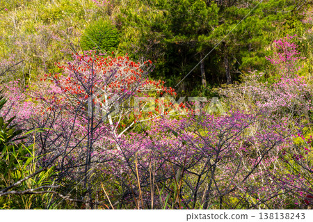 沖繩縣名護市名護城公園櫻花園內，琉球寬葉櫻早春盛開，飯切樹結滿紅色莓果。 138138243