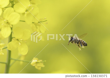 Honeybees collecting nectar from spring rapeseed flowers. Honeybees collecting nectar from spring rapeseed flowers. 138138371