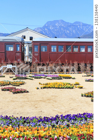 Pansy flowers in early spring at Azumino Chihiro Park Pansy flowers in early spring at Azumino Chihiro Park 138138440