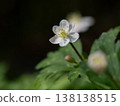 Anemone nemorosa, a harbinger of spring 138138515