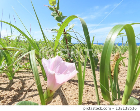 在鳥取沙丘上，一株牽牛花在翠綠的植物、湛藍的天空和日本海的映襯下盛開。 138138536