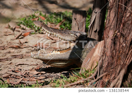 The crocodile is show head near the river The crocodile is show head near the river 138138544