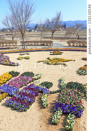 Pansy flowers in early spring at Azumino Chihiro Park 138138546