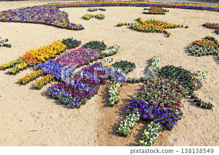 Pansy flowers in early spring at Azumino Chihiro Park Pansy flowers in early spring at Azumino Chihiro Park 138138549