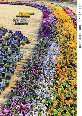 Pansy flowers in early spring at Azumino Chihiro Park Pansy flowers in early spring at Azumino Chihiro Park 138138552