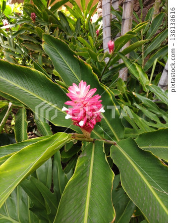 Red ginger 138138616