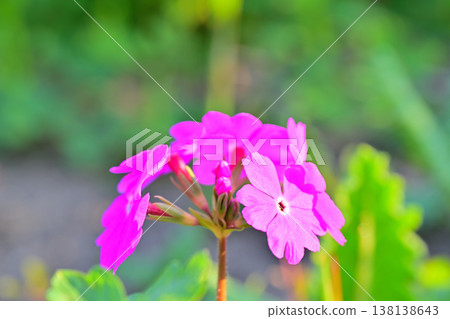 Primroses, Nishikinohara Primrose Garden, Arakawa Riverbed, Saitama City 138138643
