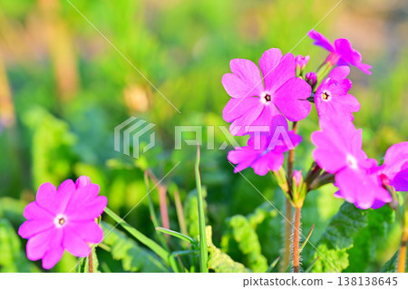 Primroses, Nishikinohara Primrose Garden, Arakawa Riverbed, Saitama City 138138645