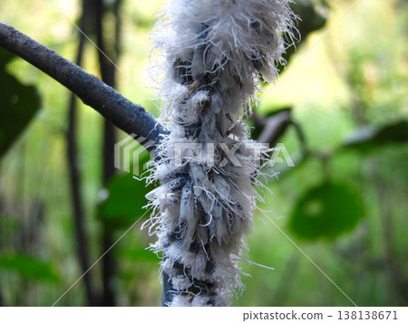 Colony Of Dancing Woolly Aphids On A Branch Colony Of Dancing Woolly Aphids On A Branch 138138671