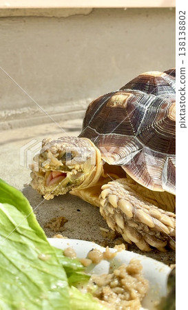 一隻蘇卡達陸龜正在享用美味的陸龜飼料。 138138802