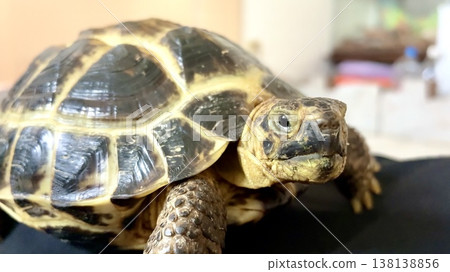 A Russian tortoise stares directly at the camera. A Russian tortoise stares directly at the camera. 138138856