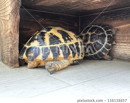 A Russian tortoise forcibly enters its shelter. A Russian tortoise forcibly enters its shelter. 138138857