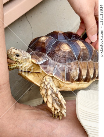 A sulcata tortoise licking its leg 138138934