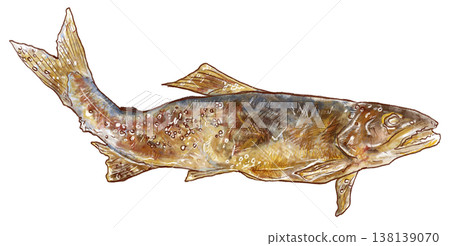 Grilled sweetfish with salt - 1 fish - perfectly browned Grilled sweetfish with salt - 1 fish - perfectly browned 138139070