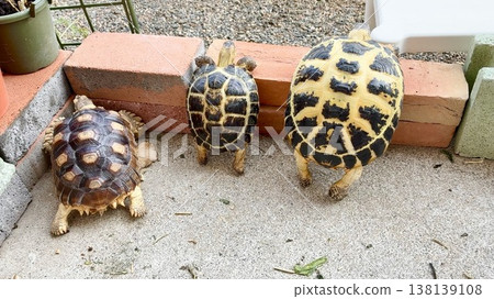 A Russian tortoise and a African spurred tortoise attempting to escape. A Russian tortoise and a African spurred tortoise attempting to escape. 138139108