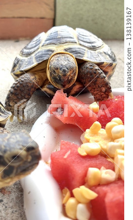 A Russian tortoise sniffing watermelon 138139167