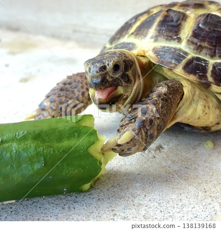 A Russian tortoise gets excited about cucumbers. 138139168