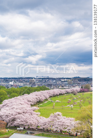 "Iwate Prefecture": Cherry blossoms in full bloom at Kitakami Tenshochi Park, Kitakami City 138139177