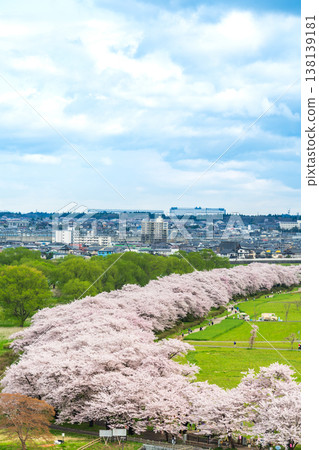 岩手縣：北上市北上天照地公園櫻花盛開 138139181
