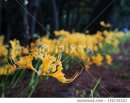 秋天:一片黃色的花田 秋天:一片黃色的花田 138139183