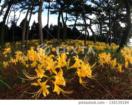 秋天:一片黃色的花田 秋天:一片黃色的花田 138139184