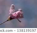 Pink Magnolia stellata against a blue sky 138139197