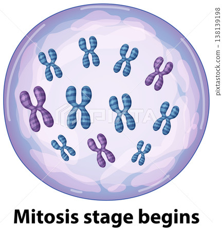 Scientific Illustration of Chromosomes Inside a Cell During Mitosis Stage Scientific Illustration of Chromosomes Inside a Cell During Mitosis Stage 138139198
