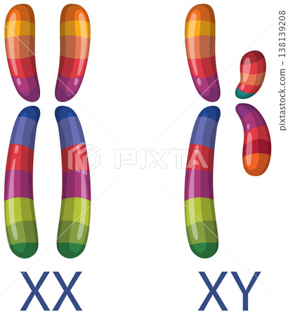 Colorful Vector Illustration of Human XX and XY Sex Chromosomes 138139208