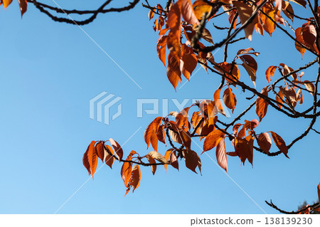 Red Leaves Of Sakura Japanese Flowering Cherry Tree Red Leaves Of Sakura Japanese Flowering Cherry Tree 138139230