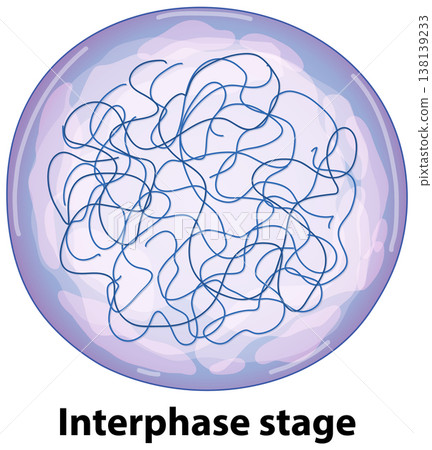 Scientific Illustration of a Biological Cell in the Interphase Stage 138139233