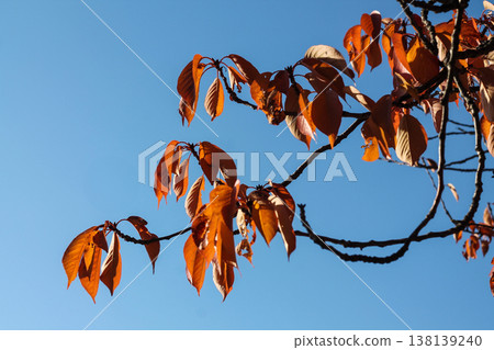 Red Leaves Of Sakura Japanese Flowering Cherry Tree 138139240