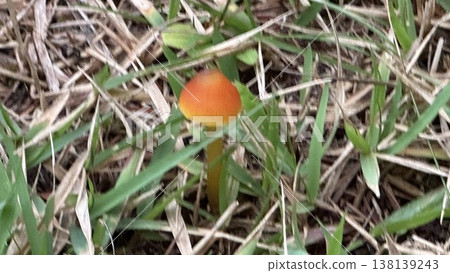 Yellow mushrooms Yellow mushrooms 138139243