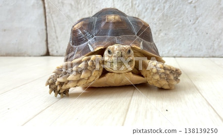 A relaxed African spurred tortoise looking directly at the camera. A relaxed African spurred tortoise looking directly at the camera. 138139250