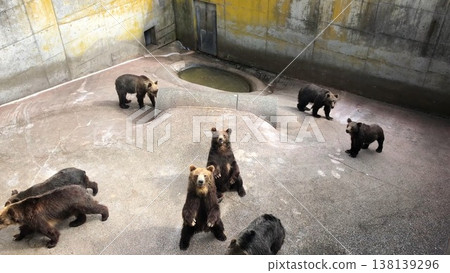 Bear ranch 138139296