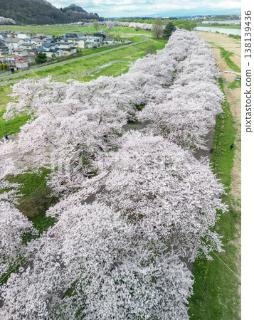 Aerial view of Kitakami Tenshochi Park in Iwate Prefecture, where cherry blossoms are in full bloom. Aerial view of Kitakami Tenshochi Park in Iwate Prefecture, where cherry blossoms are in full bloom. 138139436