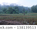 Person walking through a misty rice field in a rural landscape 138139513