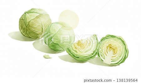 一幅柔和的水彩插圖，描繪了新鮮多汁的捲心菜；一幅筆觸溫柔的自然蔬菜圖。 138139564