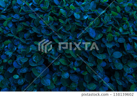 Herb wall, plant wall, natural green wallpaper and background. Herb wall, plant wall, natural green wallpaper and background. 138139602