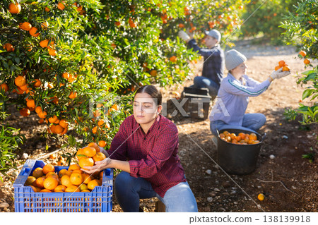 Skilled young woman farmer employee in plaid shirt harvesting fresh tangerines during work on farm during daytime Skilled young woman farmer employee in plaid shirt harvesting fresh tangerines during work on farm during daytime 138139918