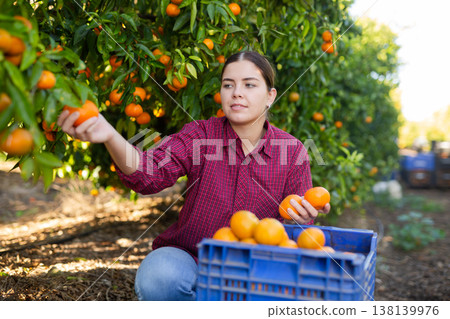 Focused European female picking ripe organic mandarins in plastic container box in orchard or on farm Focused European female picking ripe organic mandarins in plastic container box in orchard or on farm 138139976