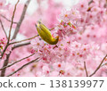 櫻花和繡眼花（野櫻） 138139977