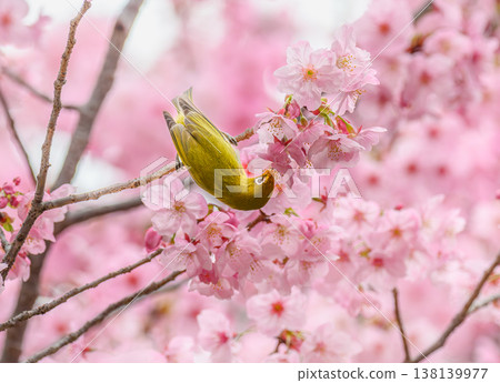Cherry blossoms and Japanese white-eyes (Yoko cherry blossoms) Cherry blossoms and Japanese white-eyes (Yoko cherry blossoms) 138139977